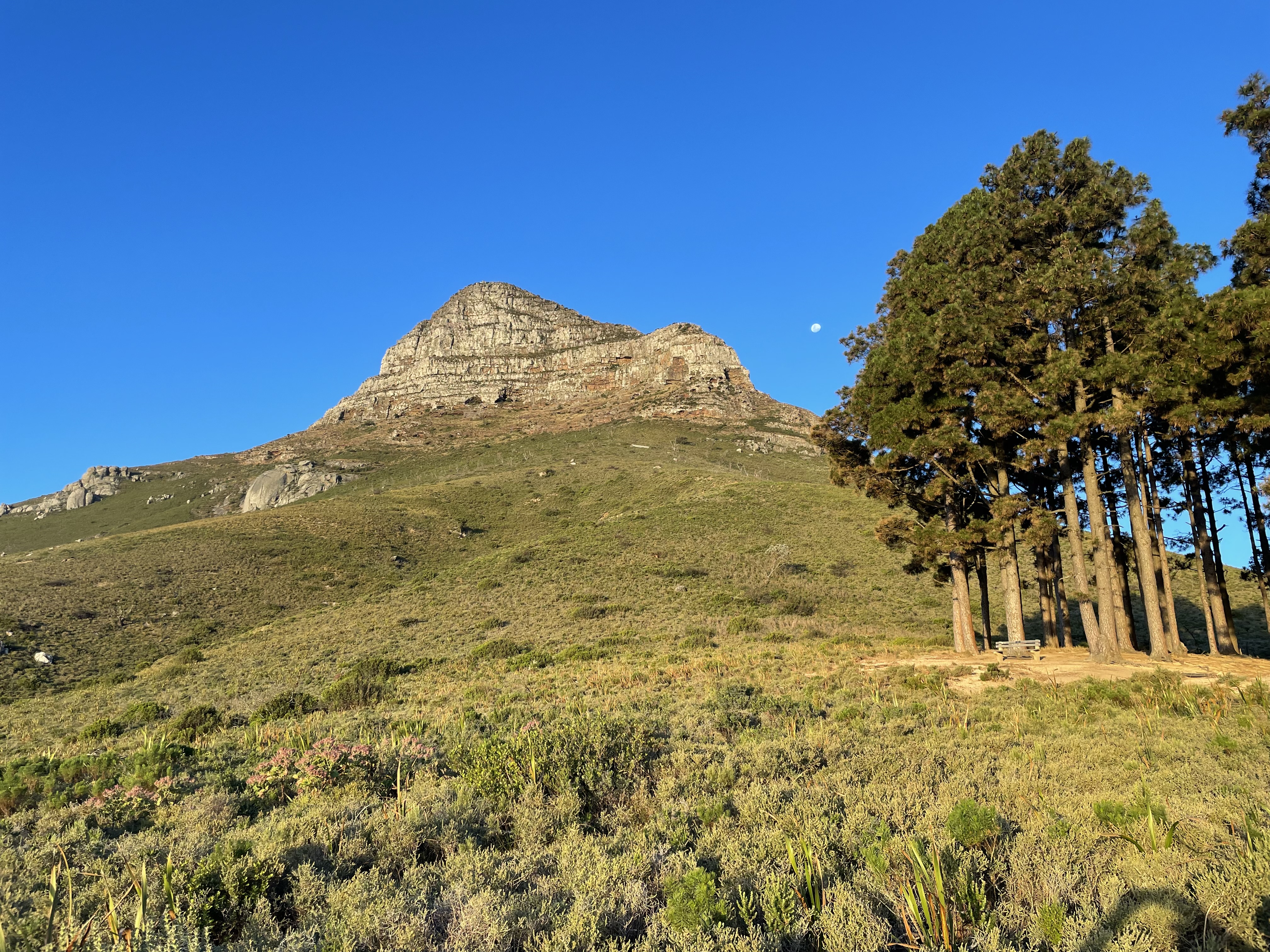 SIGNAL HILL | LION'S HEAD